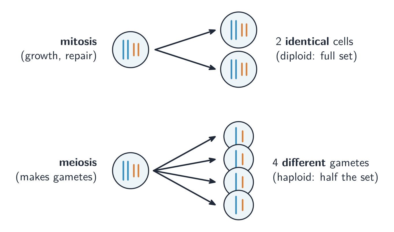 Mitosis makes two identical diploid cells; meiosis makes four different haploid gametes