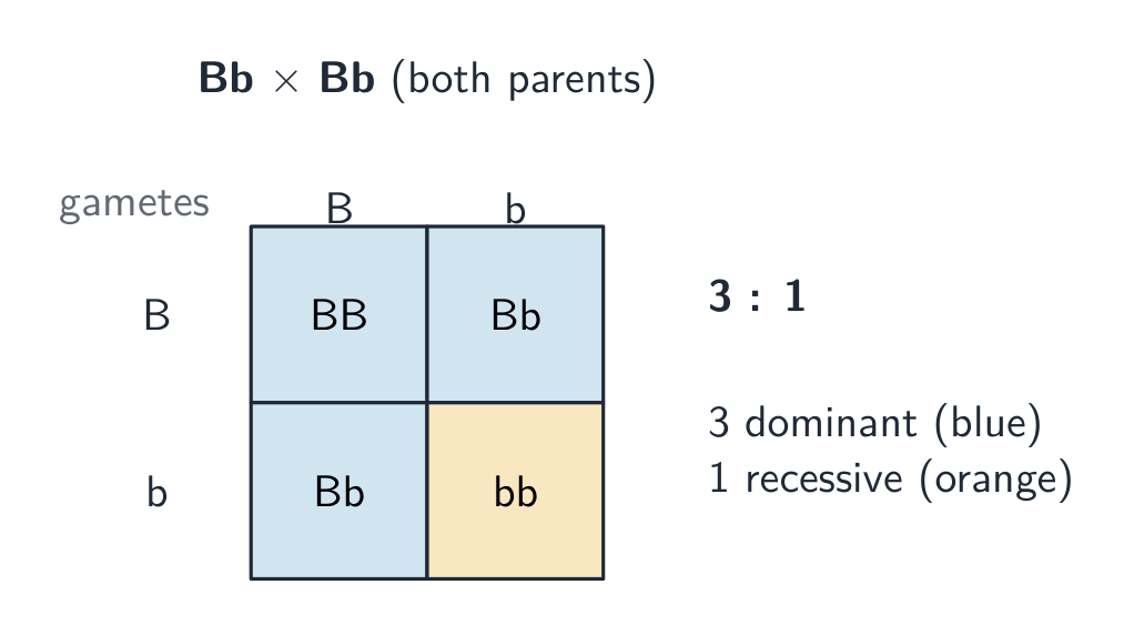 A Punnett square for Bb x Bb gives a 3:1 ratio of dominant to recessive
