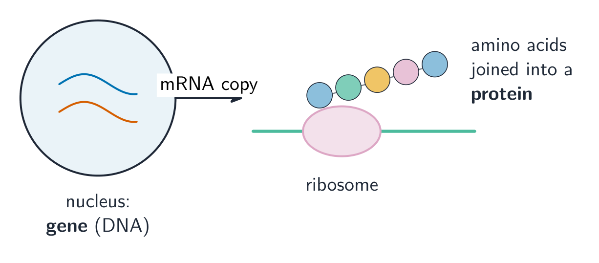 mRNA copies a gene, then a ribosome reads it to build a protein from amino acids