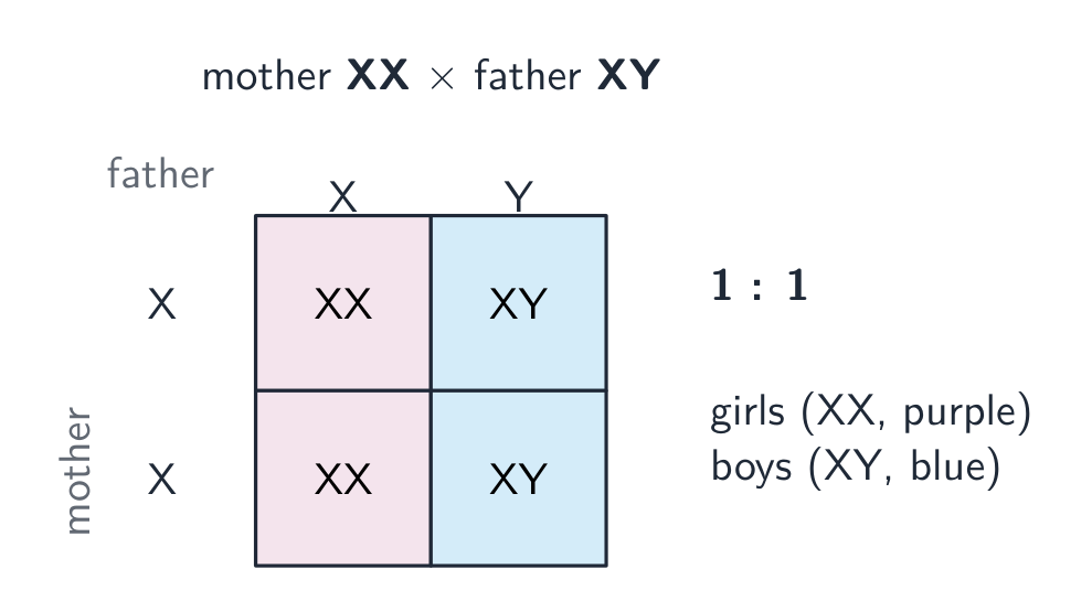 XX x XY gives a 1:1 ratio of girls to boys; the sperm decides the sex