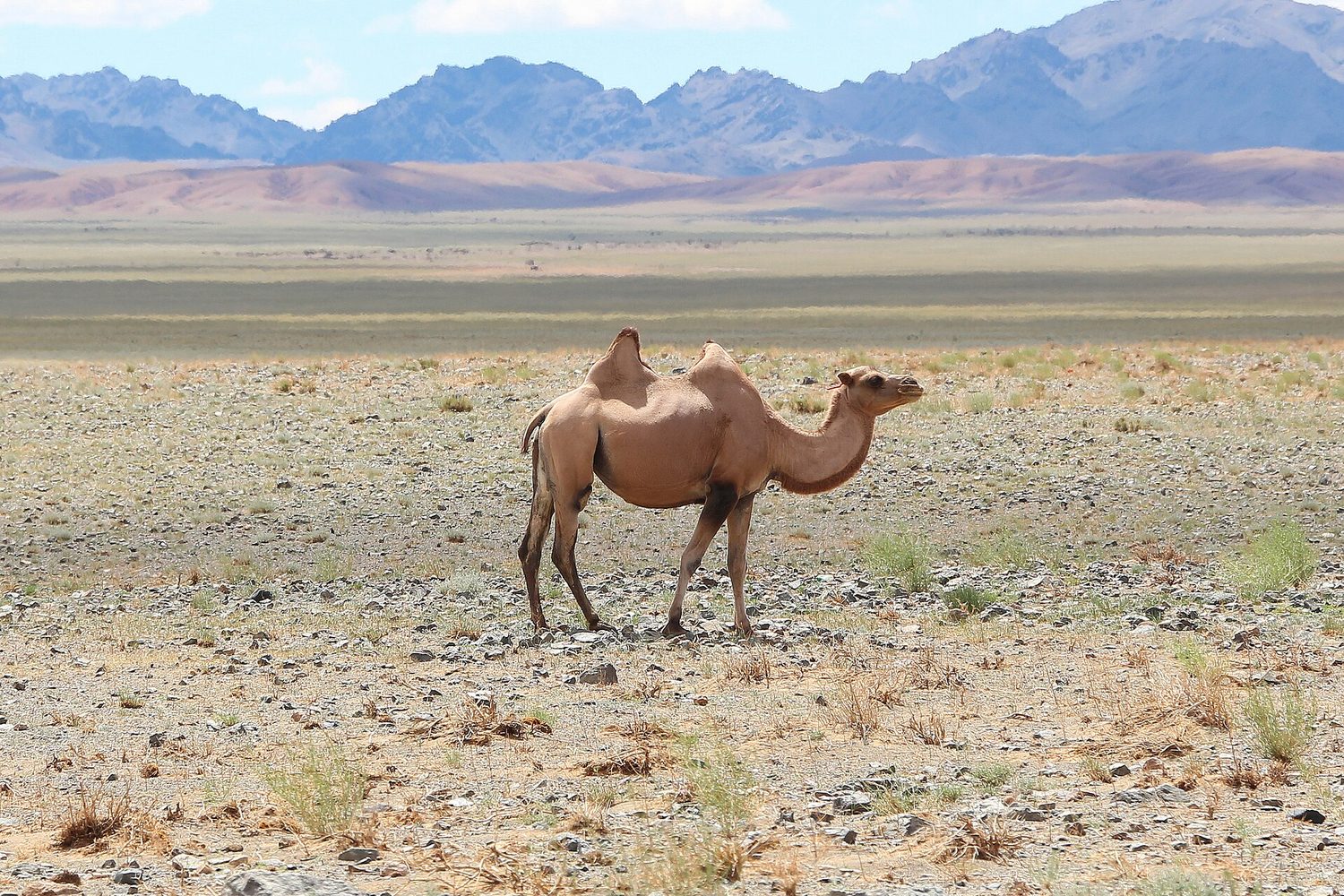 A single camel standing on bare desert ground with sand dunes and mountains behind it