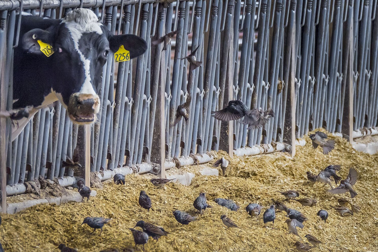Un rebaño de vacas lecheras blanco y negro en un establo, todas de la misma raza