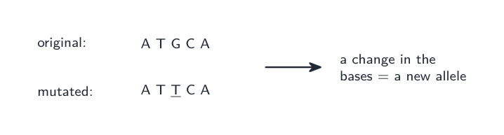 A mutation changes the DNA bases, making a new allele