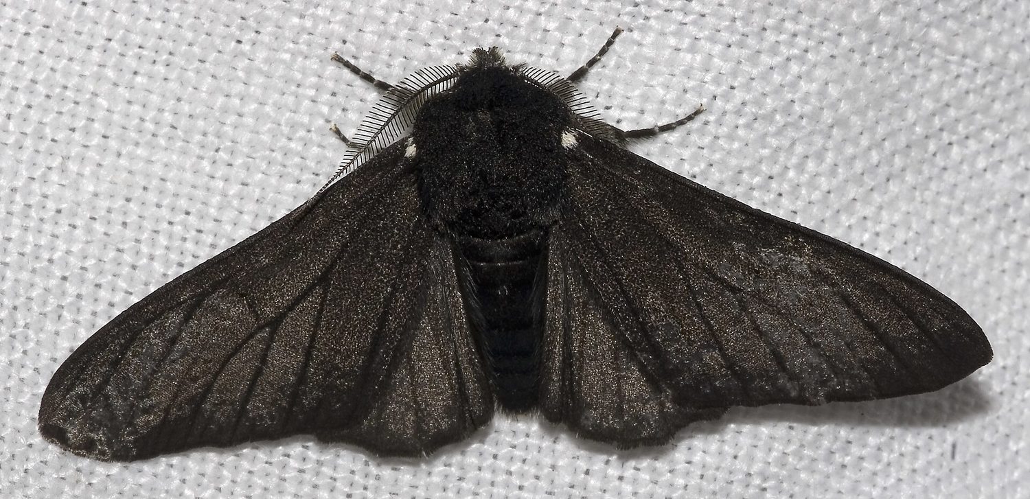 The dark (melanic) form of the peppered moth — the form favoured on soot-darkened bark