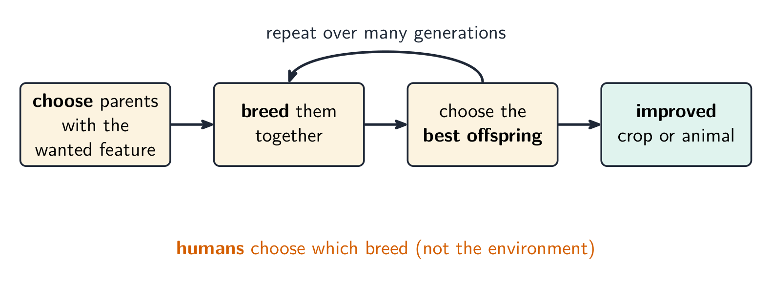 In selective breeding, humans choose which organisms breed, over many generations