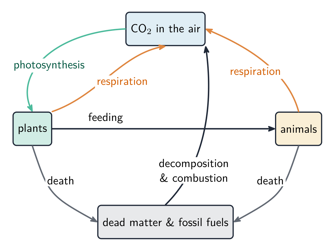 The carbon cycle: photosynthesis removes CO2; respiration, combustion and decay return it