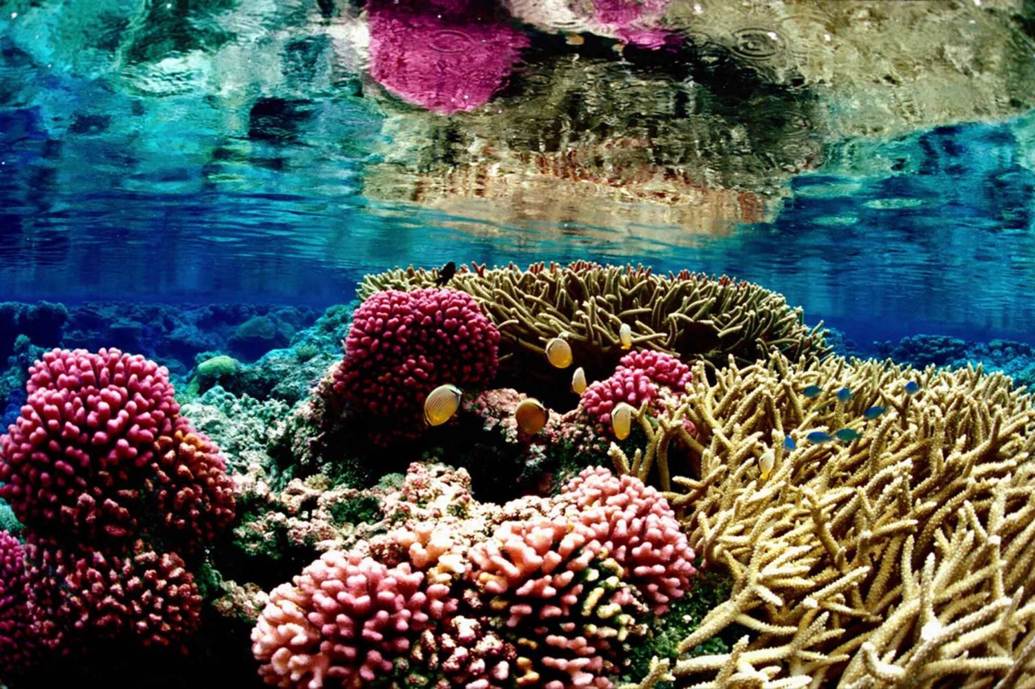 A coral reef: a rich ecosystem where many food chains link into a food web
