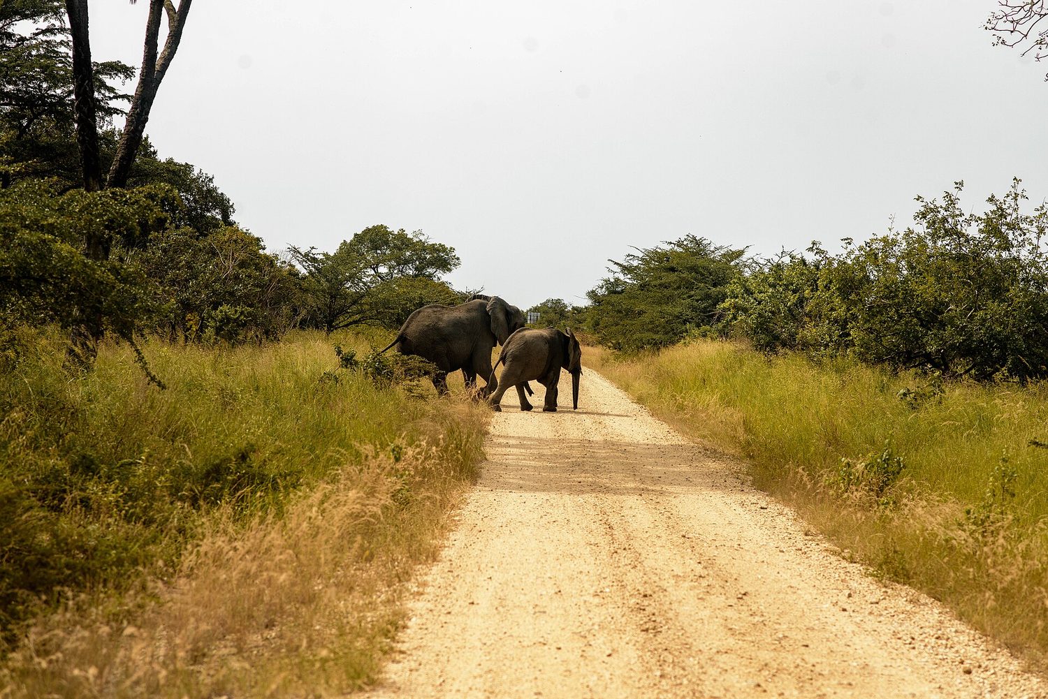 A savanna ecosystem: organisms linked by feeding relationships