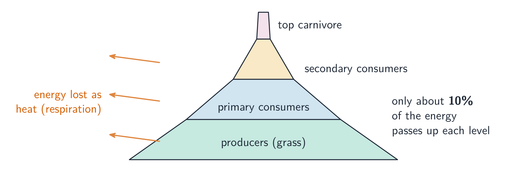 Only about 10% of energy passes up each level, so the levels get smaller