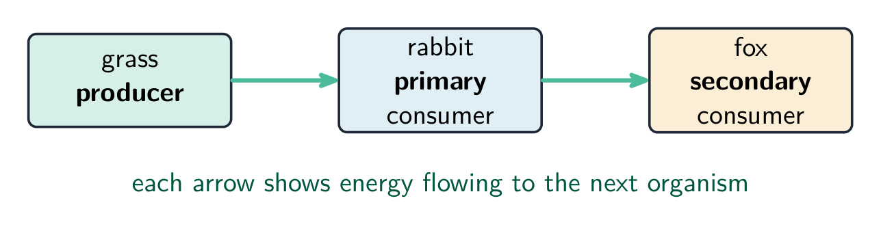 A food chain: arrows show energy passing from producer to consumers