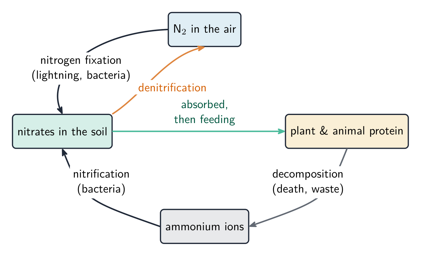 The nitrogen cycle: microorganisms move nitrogen between the air, soil and living things