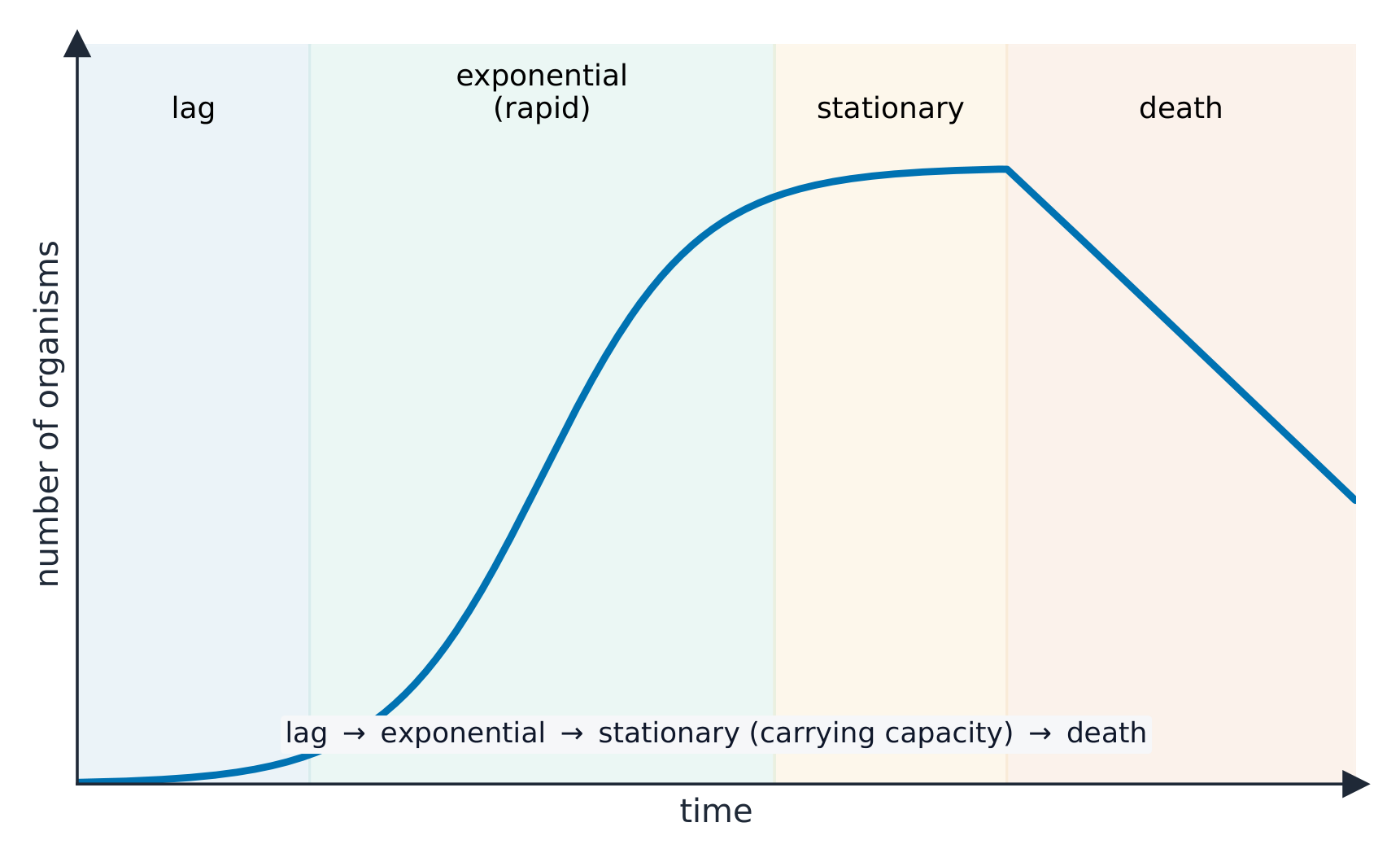 A population in a limited space grows in four phases: lag, exponential, stationary, death