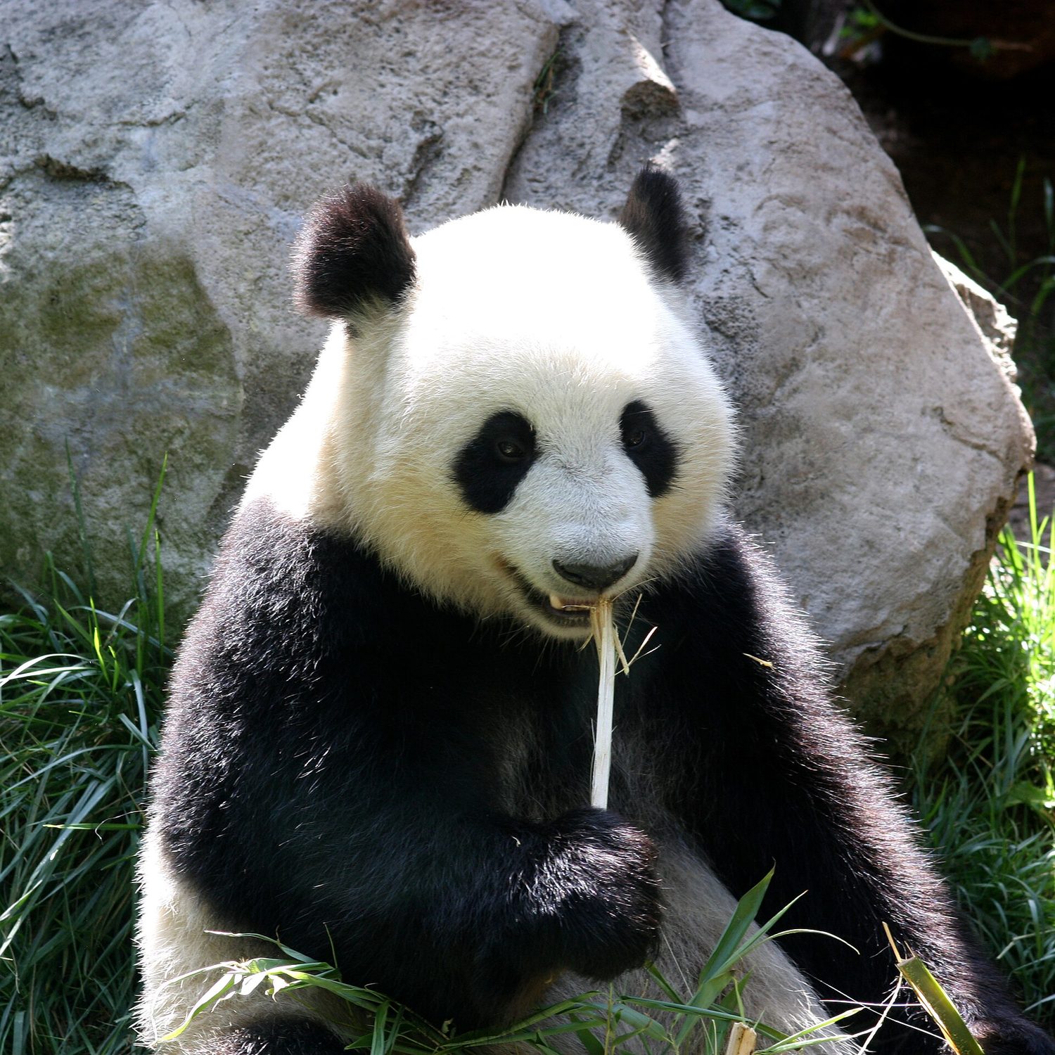 A giant panda sitting and holding a bamboo stalk to its mouth