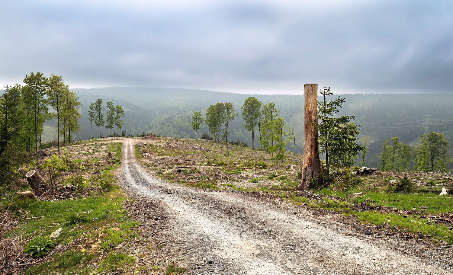 Clearing forest destroys habitats and reduces biodiversity
