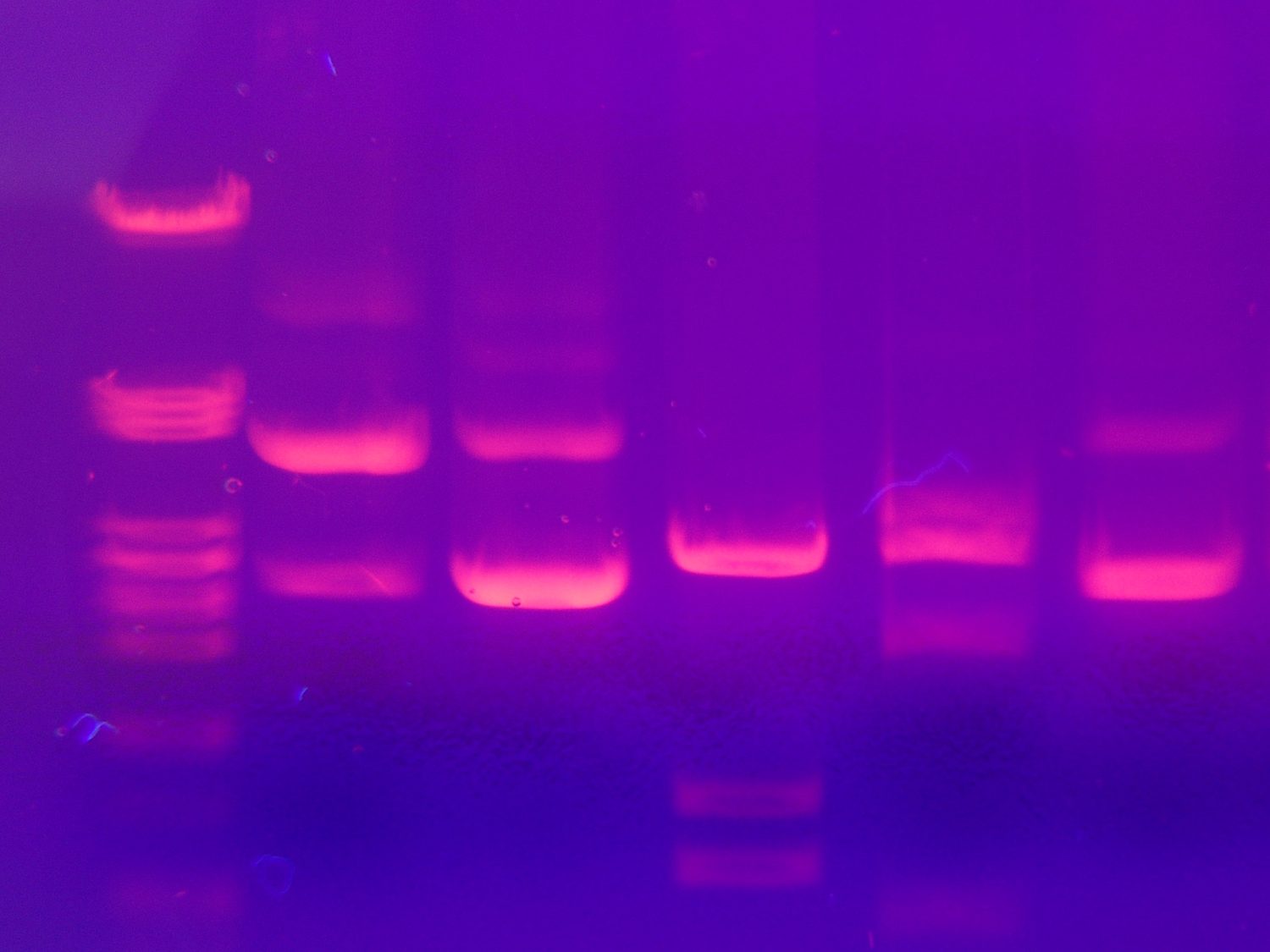 由凝胶电泳分离的 DNA 片段显示为发光的条带