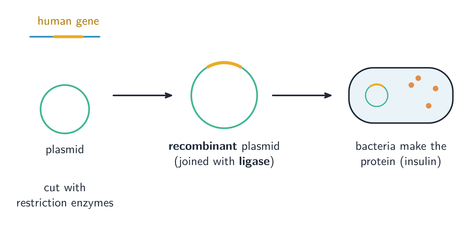 A human gene is joined into a plasmid, then bacteria make the human protein