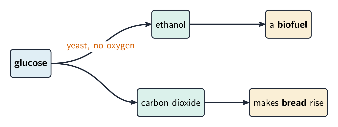 Yeast makes ethanol (a biofuel) and carbon dioxide (which makes bread rise)
