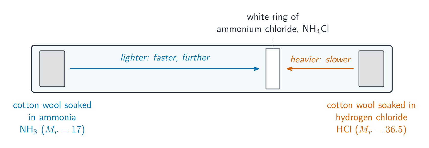 Ammonia is lighter, so it diffuses faster and further; the white ring forms nearer the HCl end
