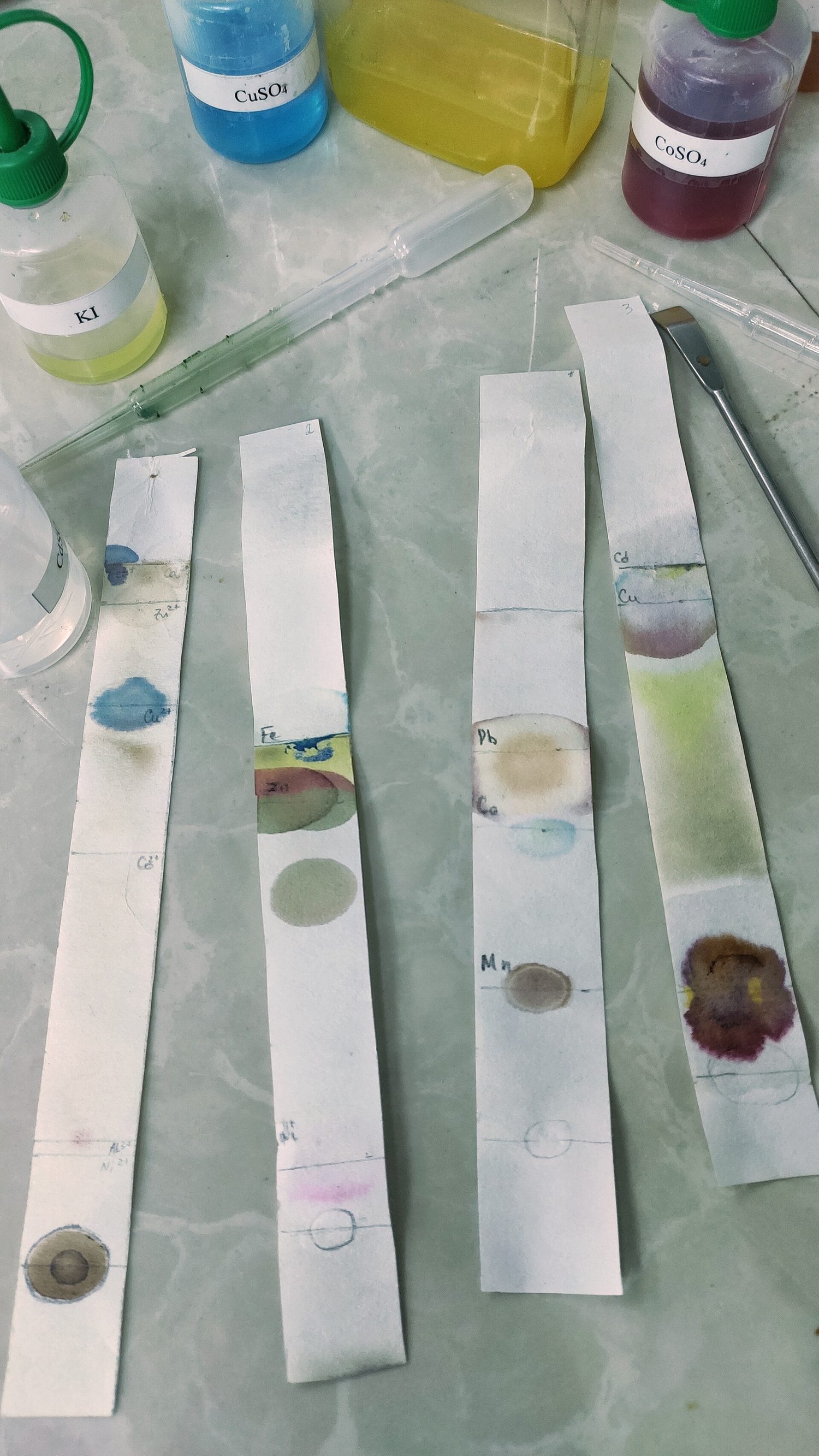 Real chromatography paper strips with coloured spots that have risen to different heights up each strip