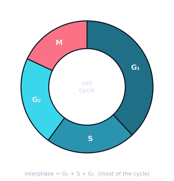 Donut chart of the cell cycle: a large interphase (G1, S, G2) and a smaller M phase