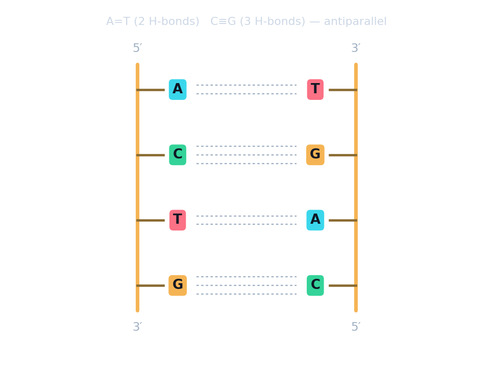 DNA 梯子:两条反平行的骨架,A=T(两个氢键)和 C≡G(三个氢键)