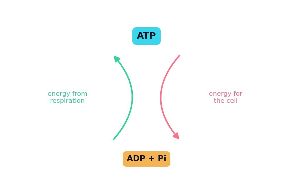 A cycle: ADP + Pi becomes ATP using energy from respiration, and ATP becomes ADP + Pi when energy is released for the cell