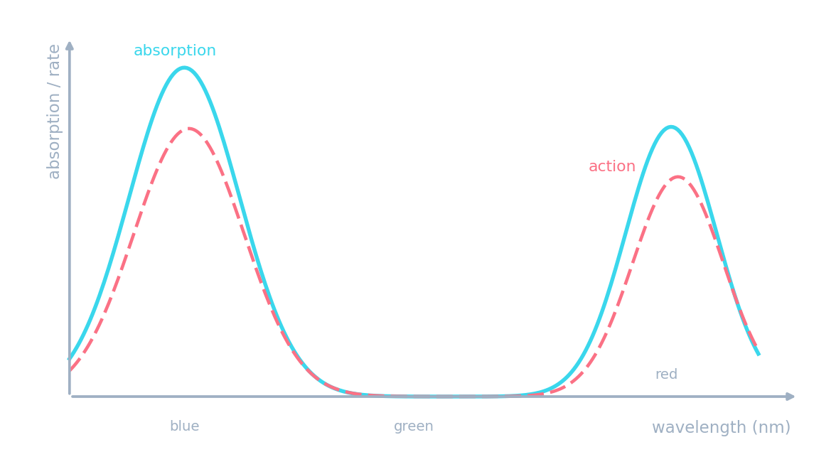 Absorption and action spectra, both high in blue and red light, low in green