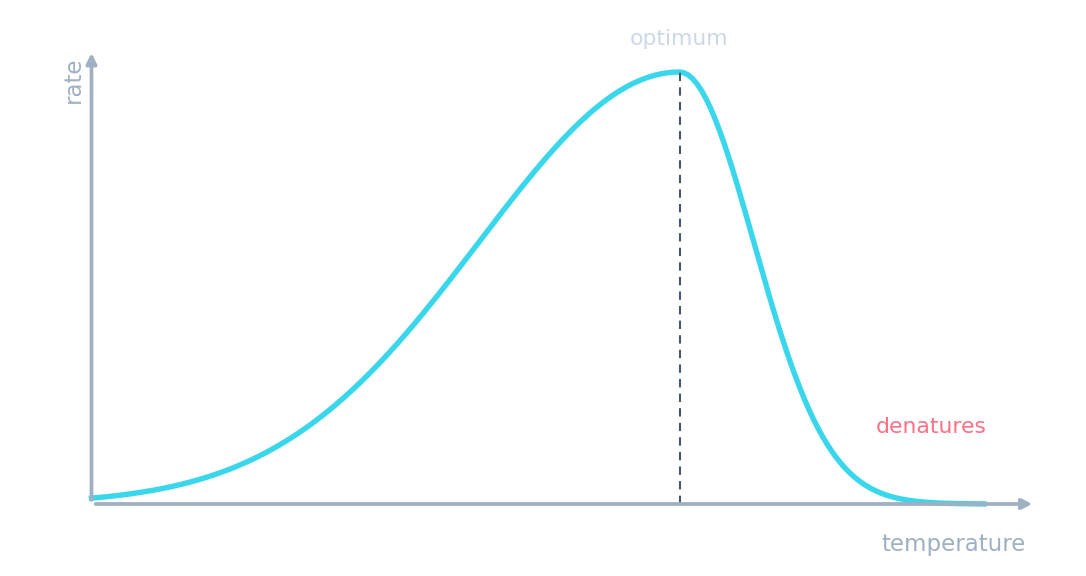 Enzyme rate rising to a peak at the optimum temperature, then falling sharply