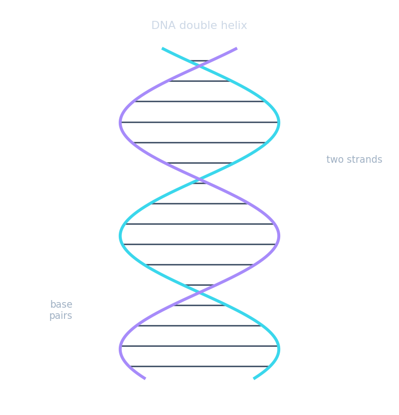 DNA drawn as a double helix with paired bases forming the rungs