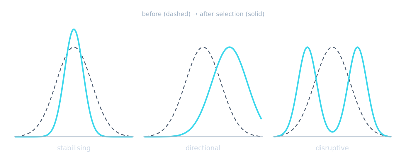 Three graphs: directional shifts one way, stabilizing narrows to the middle, disruptive splits to both ends