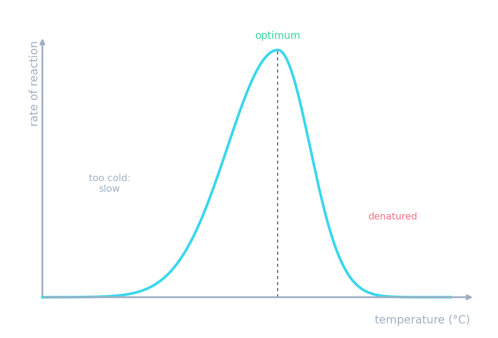 Rate of reaction rising to an optimum temperature, then falling sharply as the enzyme denatures