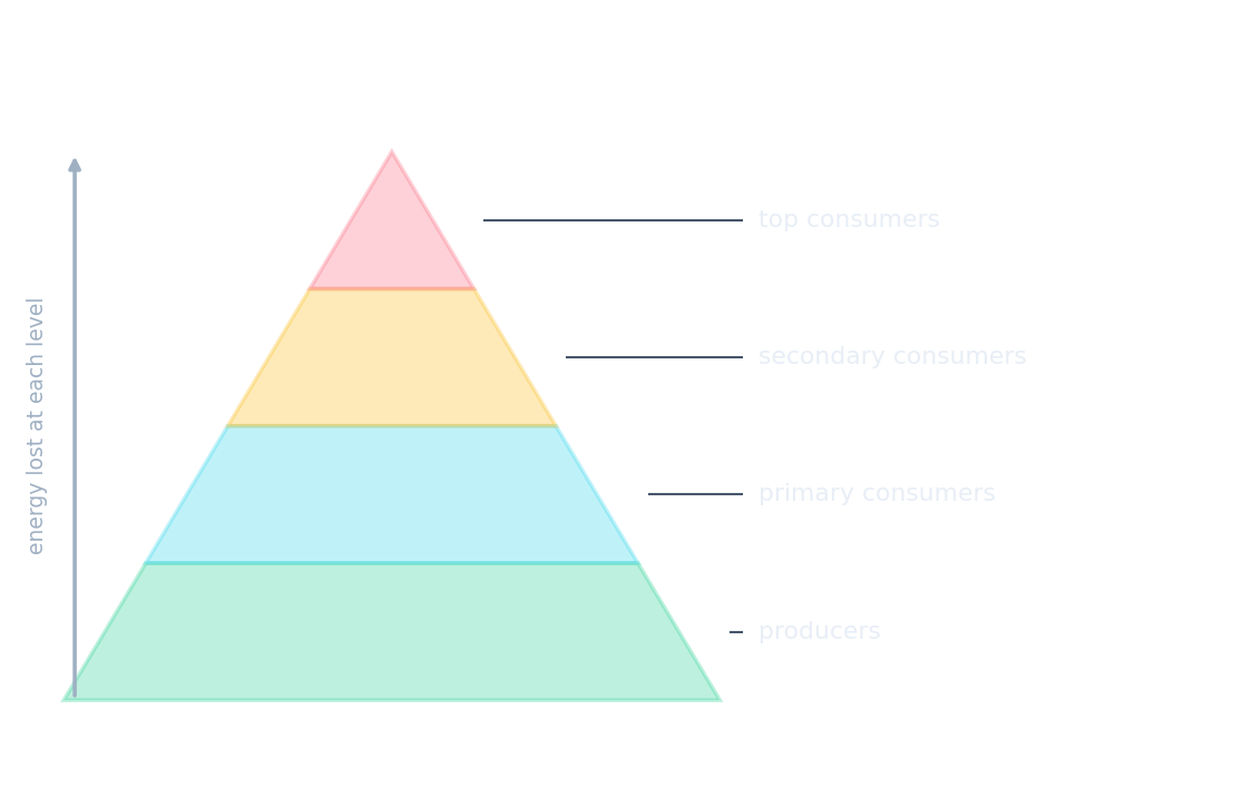A pyramid of energy: each trophic level holds much less energy than the one below